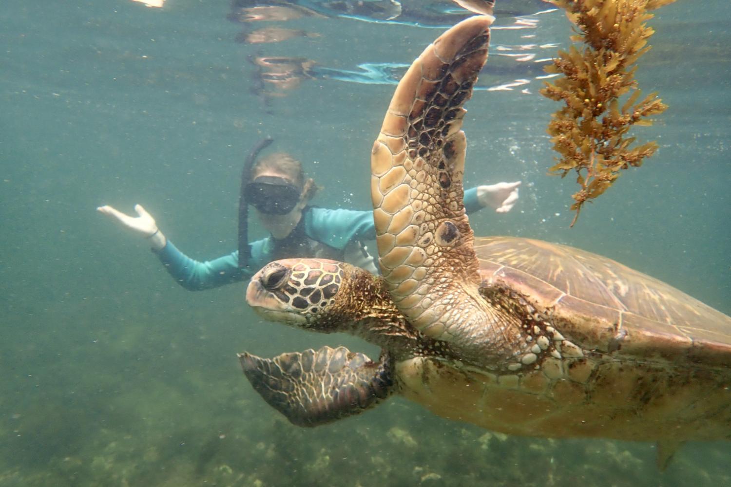 一名<a href='http://z7.0412xp.net'>全球十大赌钱排行app</a>学生在Galápagos群岛游学途中与一只巨龟游泳.